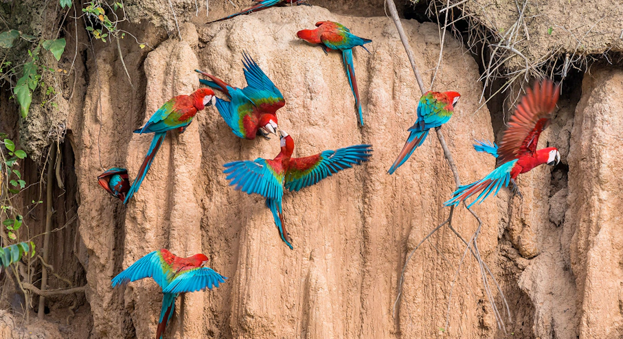 Parque Nacional Manu (3 días) Collpa de loros