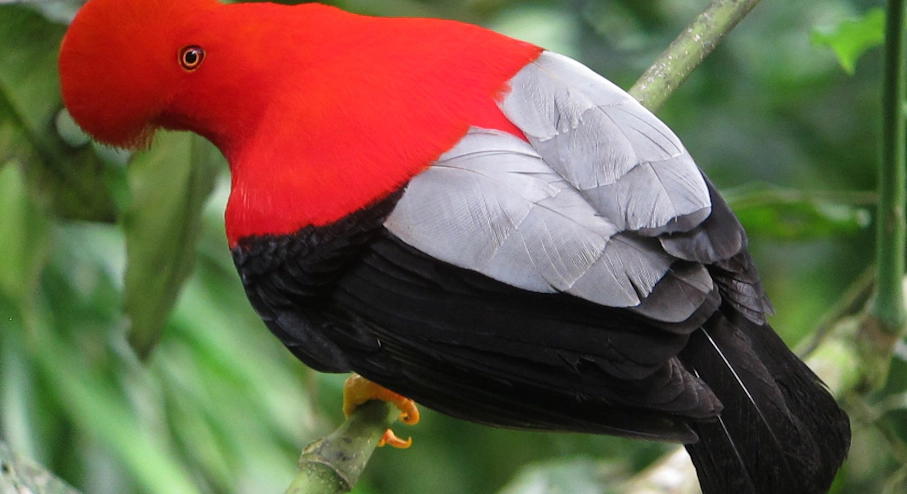 Parque Nacional Manu (3 días) en Cusco & Machu Picchu Gallito de las rocas