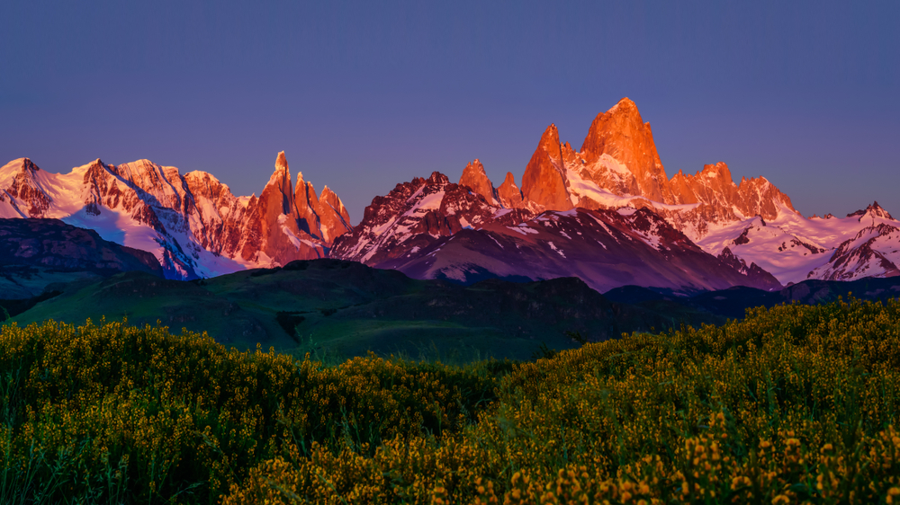 Campo de flores amarillas, al fondo, se iluminan las montañas cubiertas por nieve, El Chalten