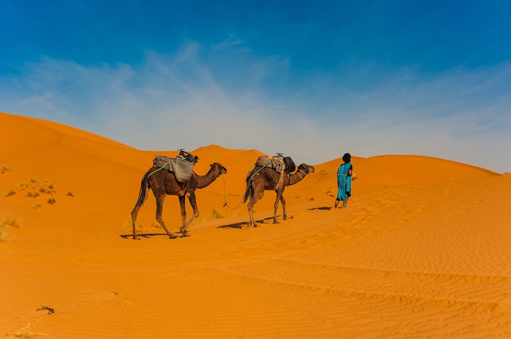 Camellos en el desierto de Merzouga