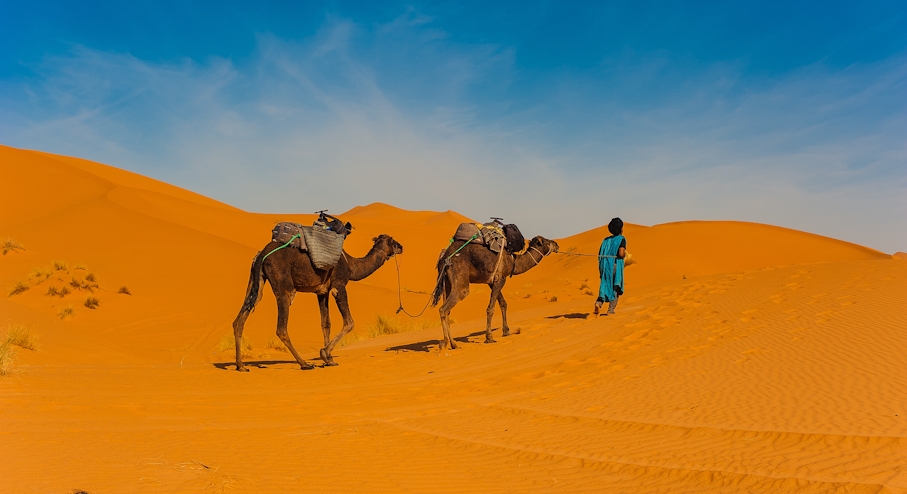 Camellos en el desierto de Merzouga