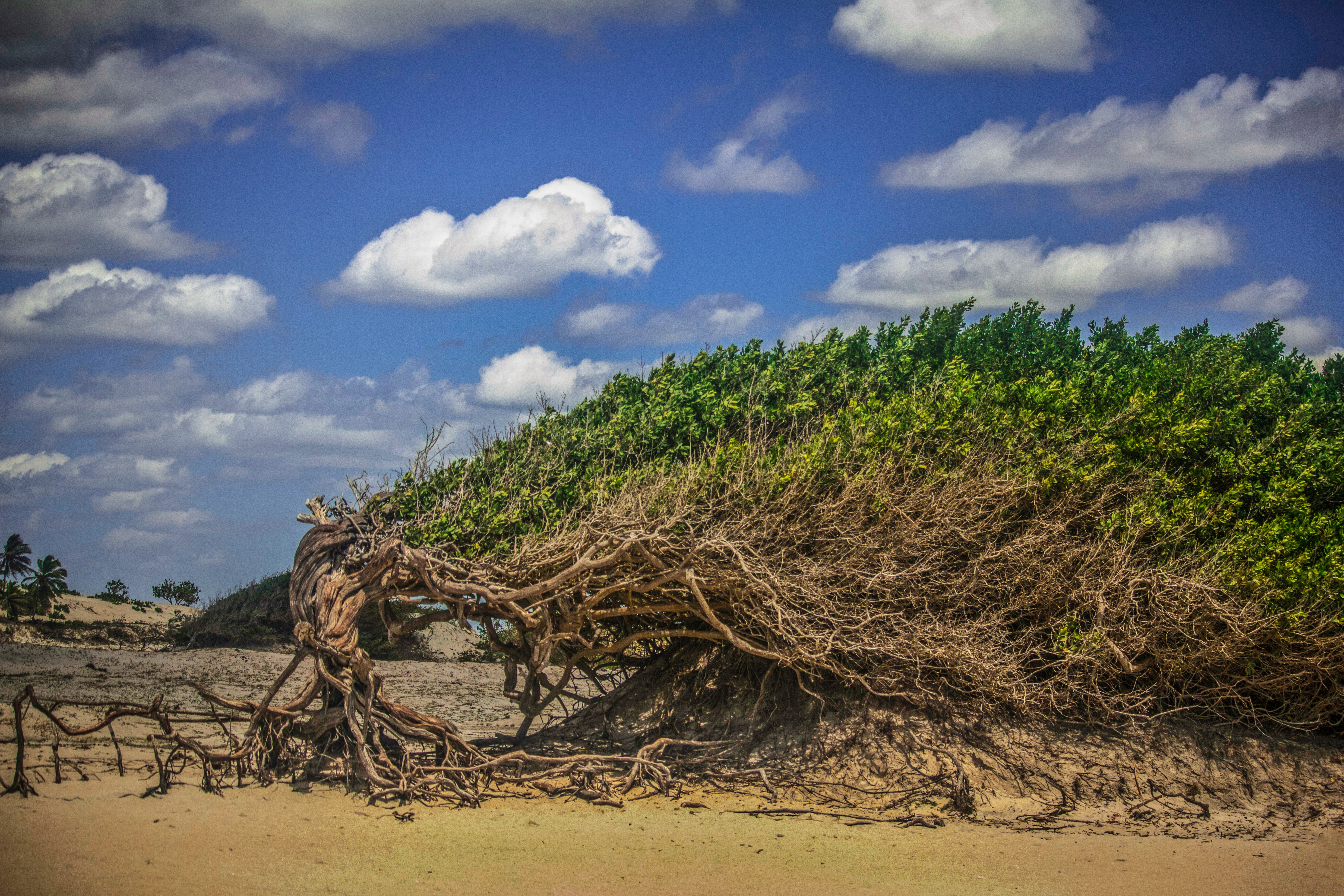  Árvore da Preguiça