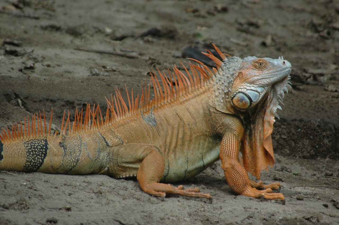 Iguana 