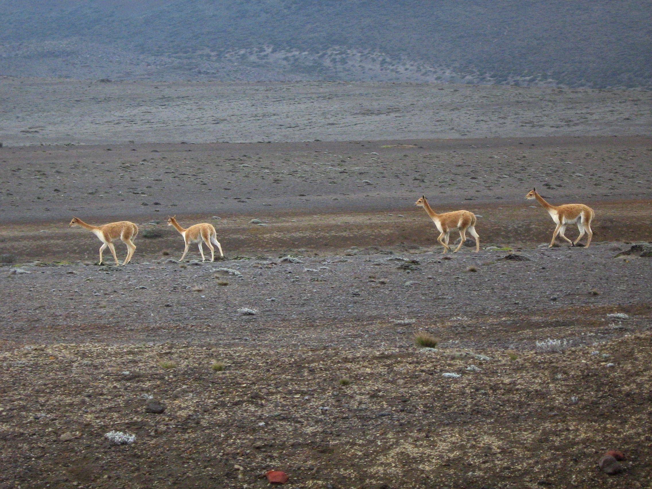 Guanacos
