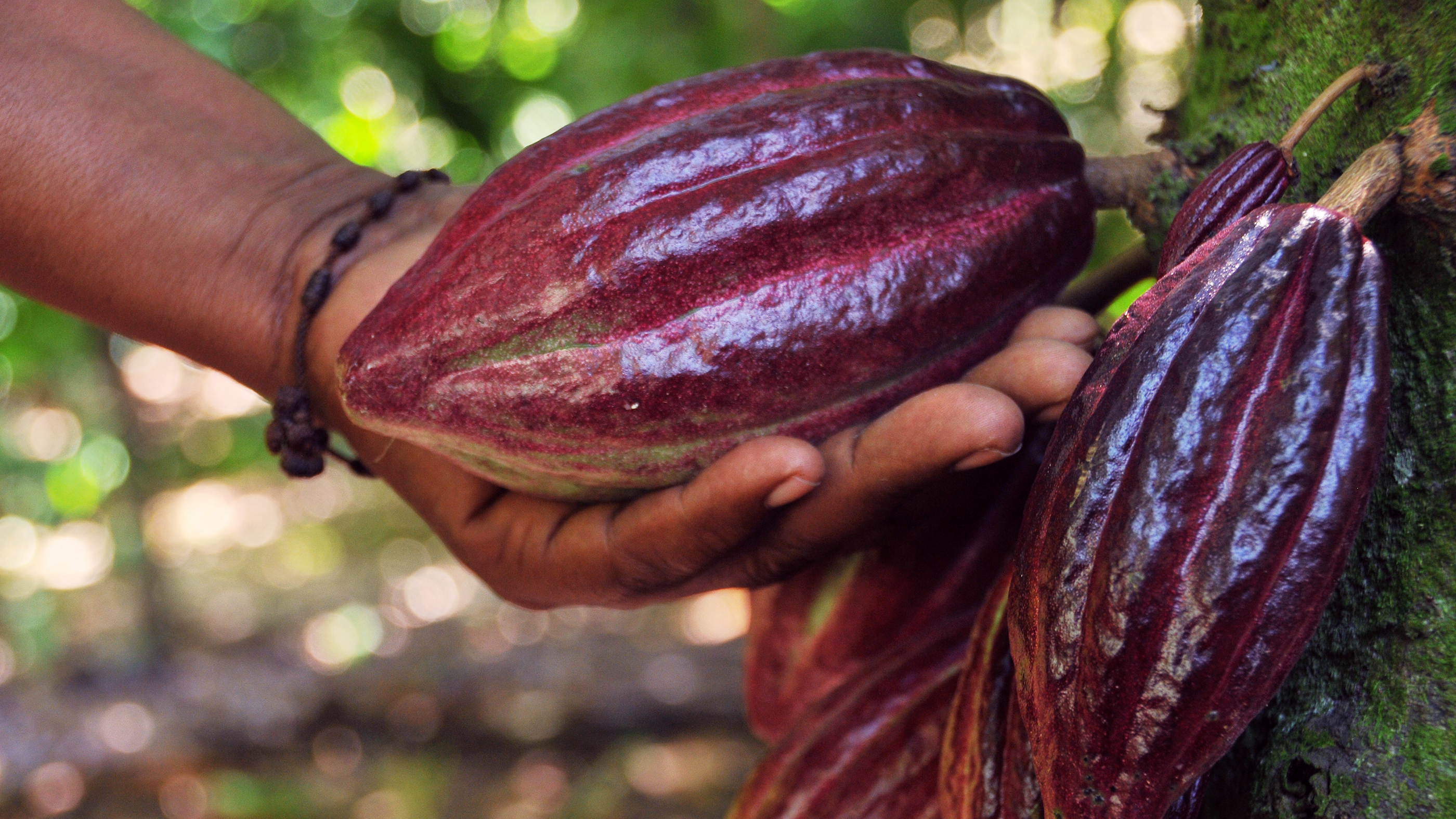 Hacienda Cacao y Mango