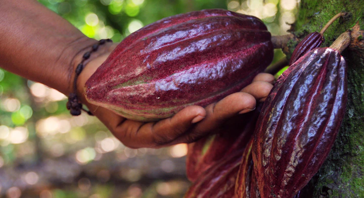 Hacienda Cacao y Mango