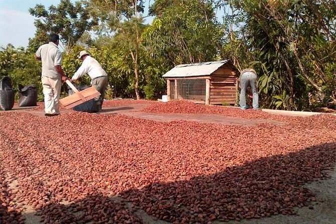 Personas secando cacao