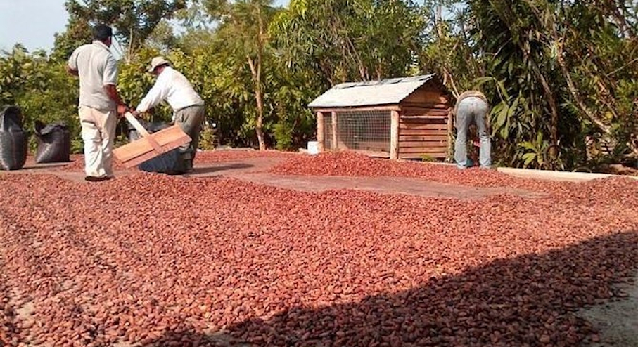 Personas secando cacao