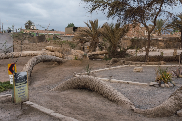 Palmera de 7 cabezas