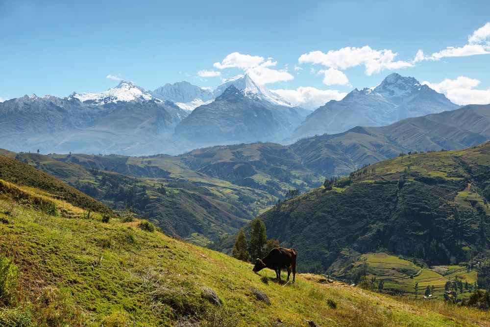 Animal en Trekking Laguna Wilcacocha