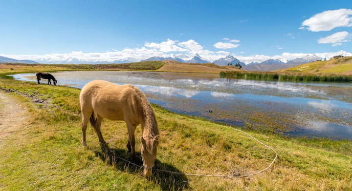 Caballo en Trekking Laguna Wilcacocha