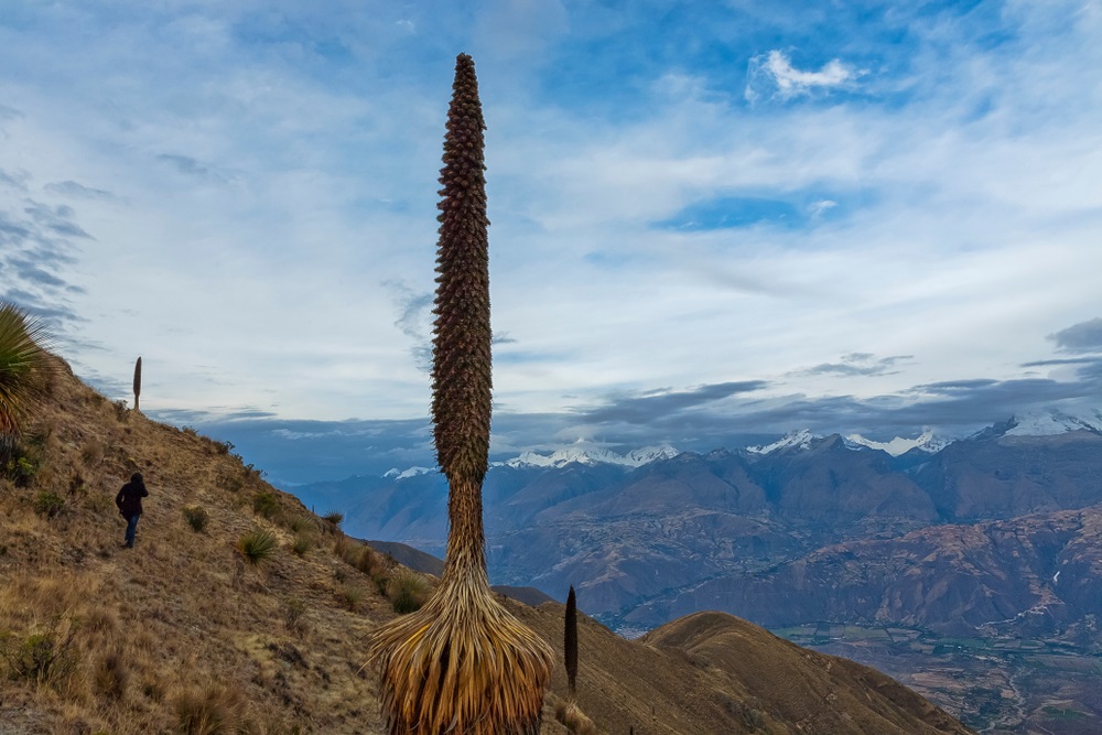 Vegetacion en trekking Laguna Llanganuco