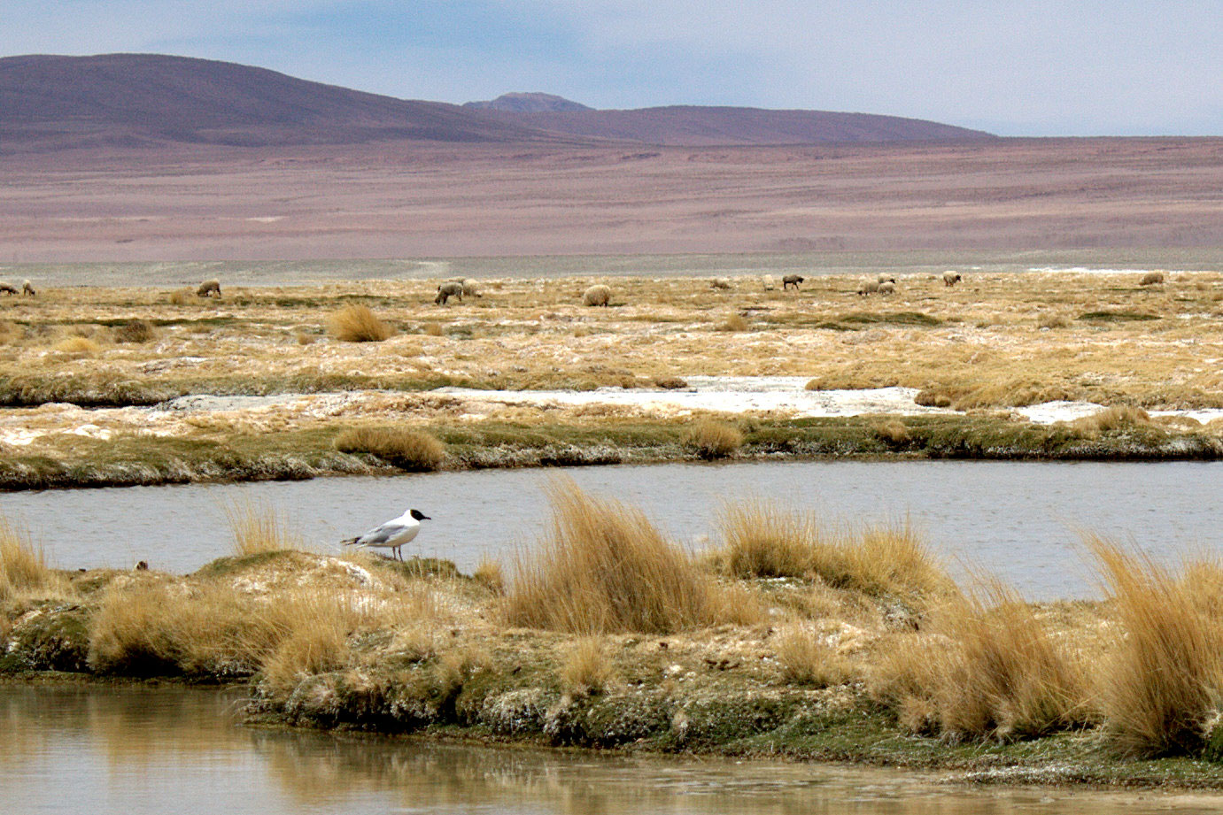 Pájaro en Salar de Huasco