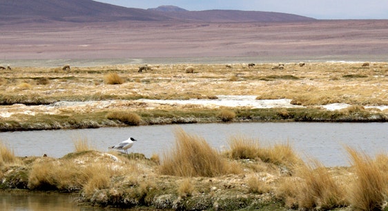 Pájaro en Salar de Huasco