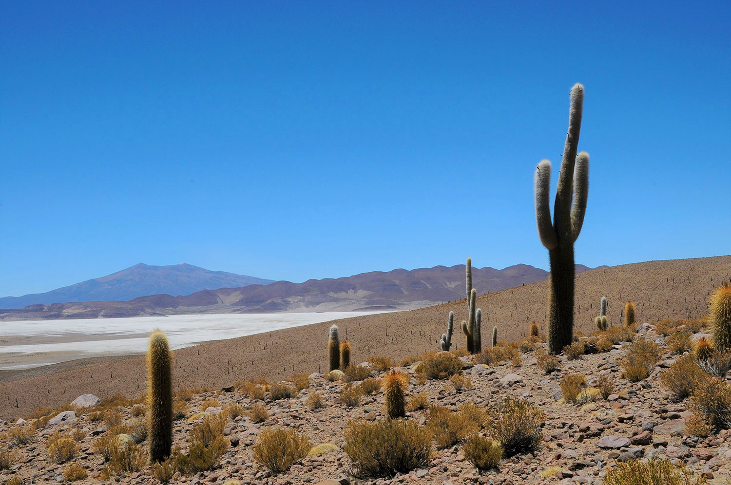 Cactus Gigantes Ancovinto