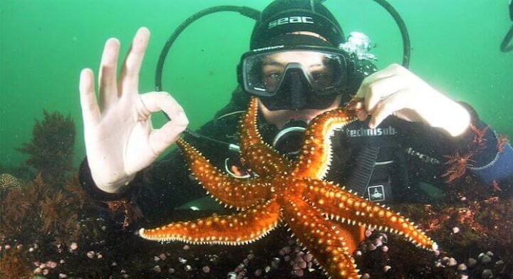 Buzo con estrella de mar bajo el agua en Iquique.