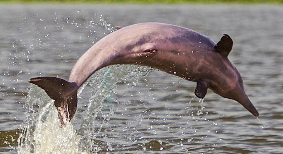Amazonía Lodge Muyuna (3 días) en Iquitos Delfín rosado