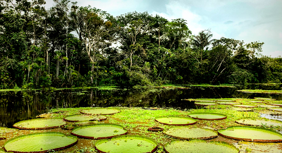 Amazonía Lodge Muyuna (4 días) en Iquitos Victoria Regia
