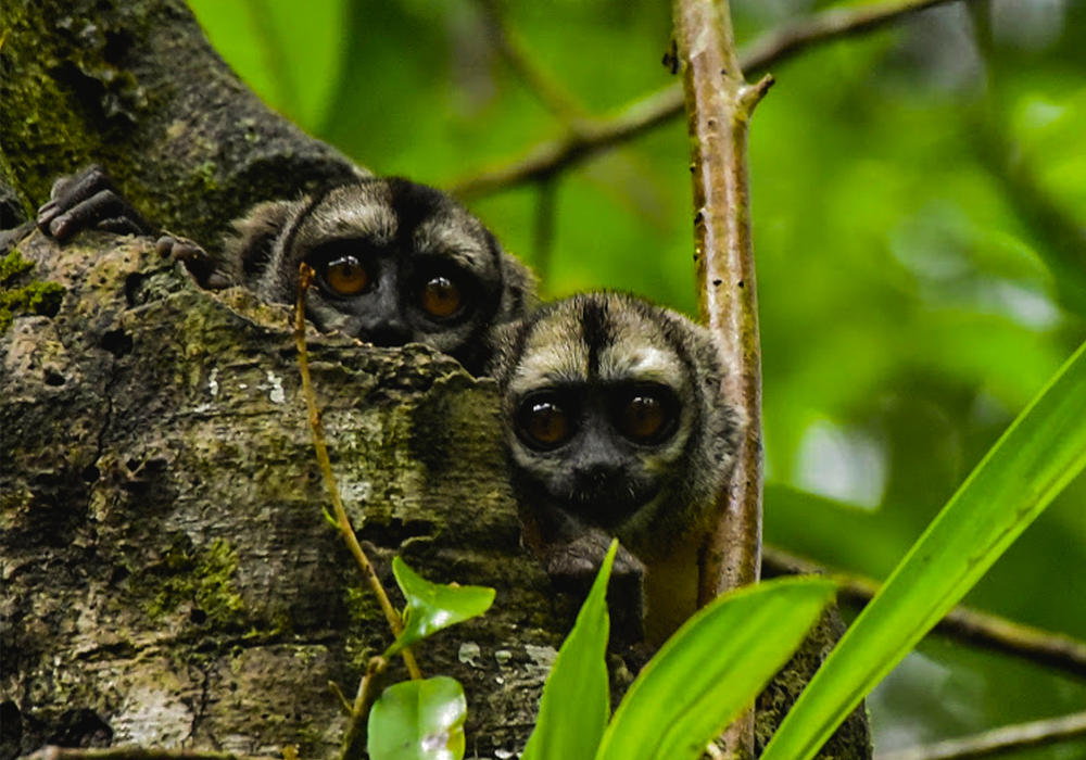 Amazonía Lodge Muyuna 5 días