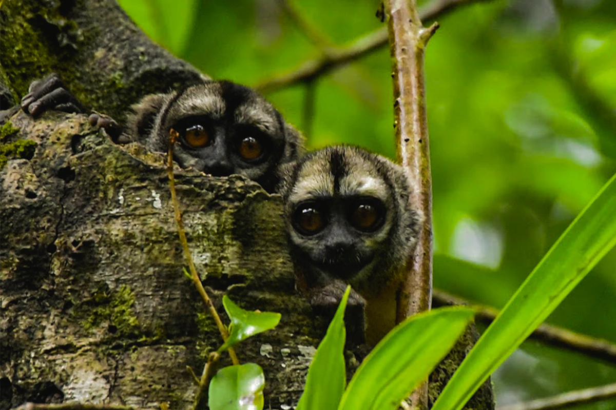 Amazonía Lodge Muyuna 5 días Amazonía Lodge Muyuna 5 días