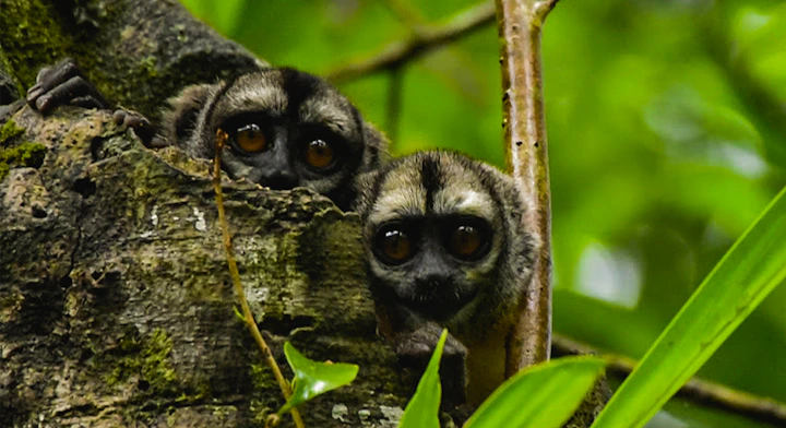 Amazonía Lodge Muyuna 5 días