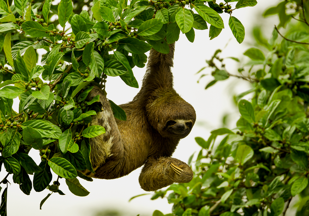 Amazonía Lodge Muyuna 6 días