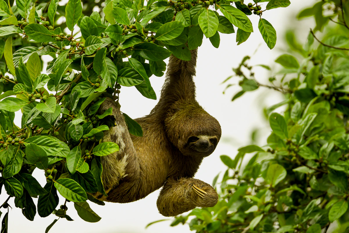 Amazonía Lodge Muyuna 6 días Amazonía Lodge Muyuna 6 días