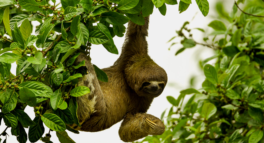 Imagen Amazonía Lodge Muyuna (6 días) en Iquitos Amazonía Lodge Muyuna 6 días