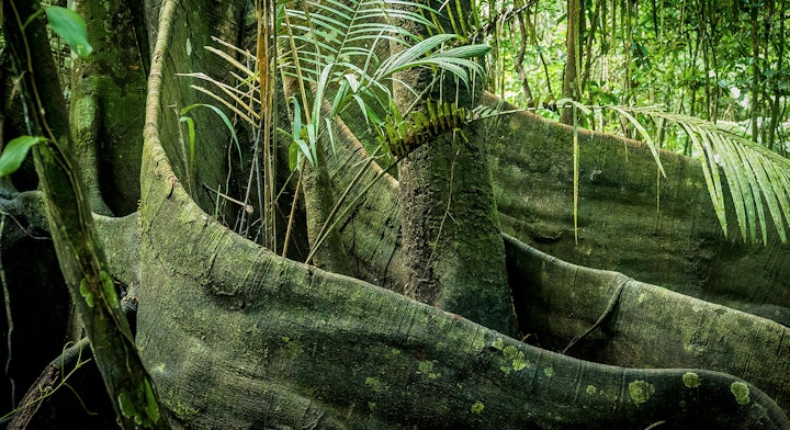 Imagen Reserva Pacaya Samiria (3 días) en Iquitos