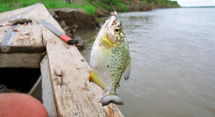 Imagen Reserva Pacaya Samiria (6 días) en Iquitos