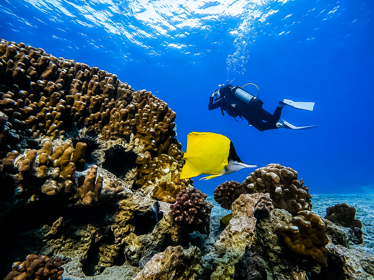 Bautismo de Buceo en Rapa Nui