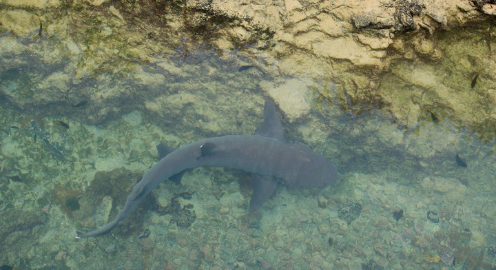 Imagen Tintoreras en Islas Galápagos