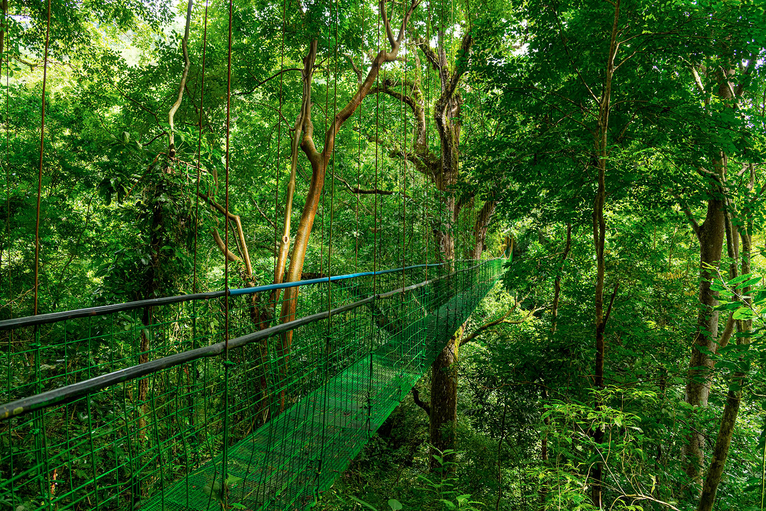 Puente colgante en la selva