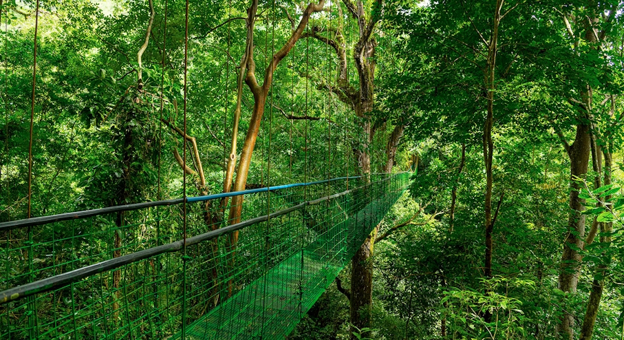 Puente colgante en la selva