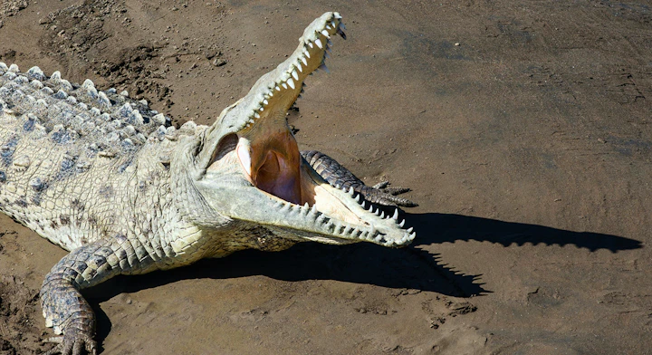 Cocodrilo
