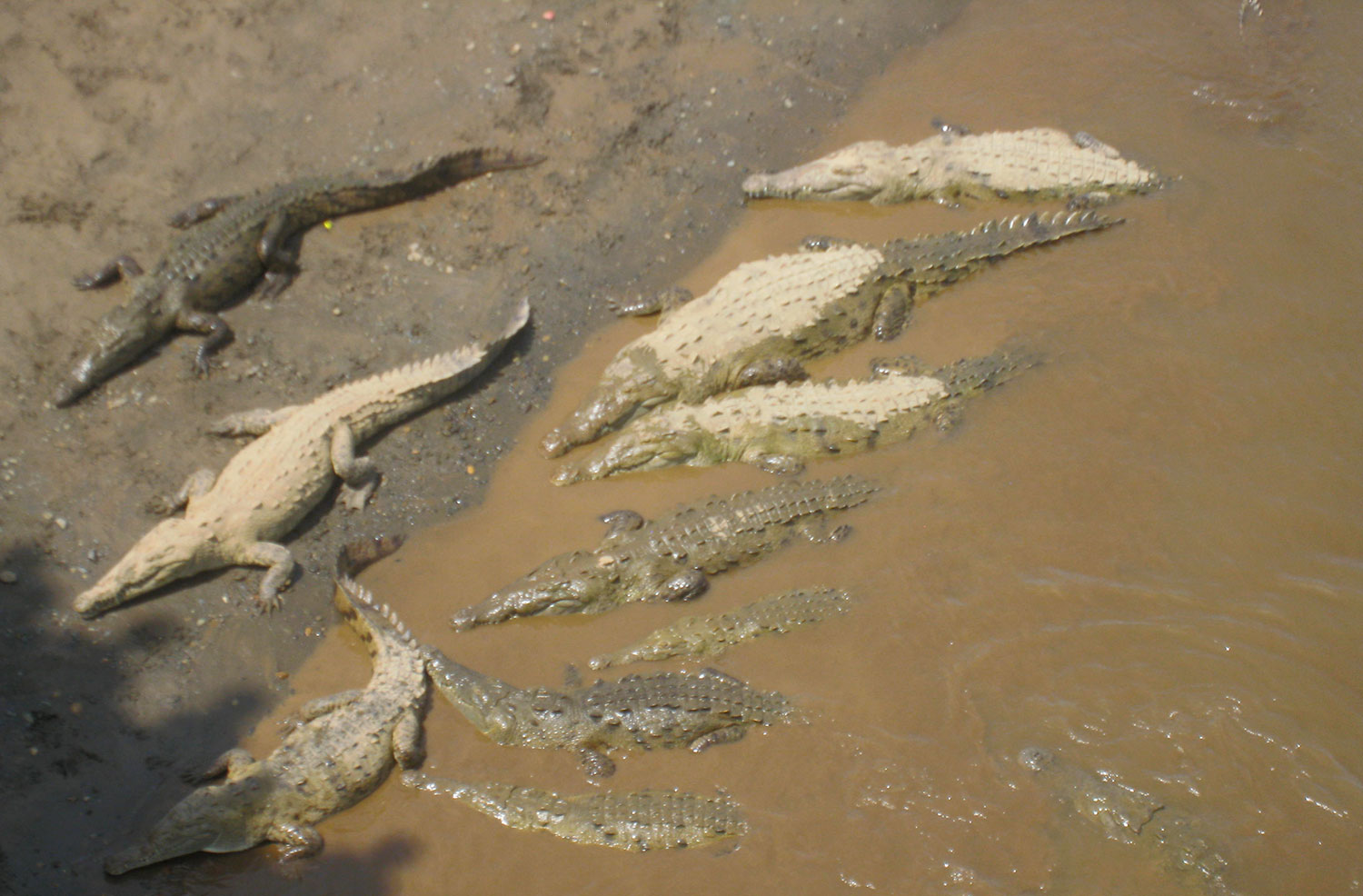 Cocodrilos en río Tarcoles