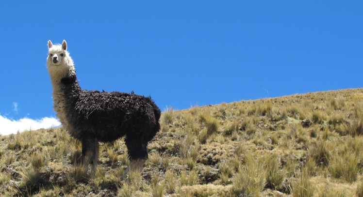 Trekking Condoriri La Paz