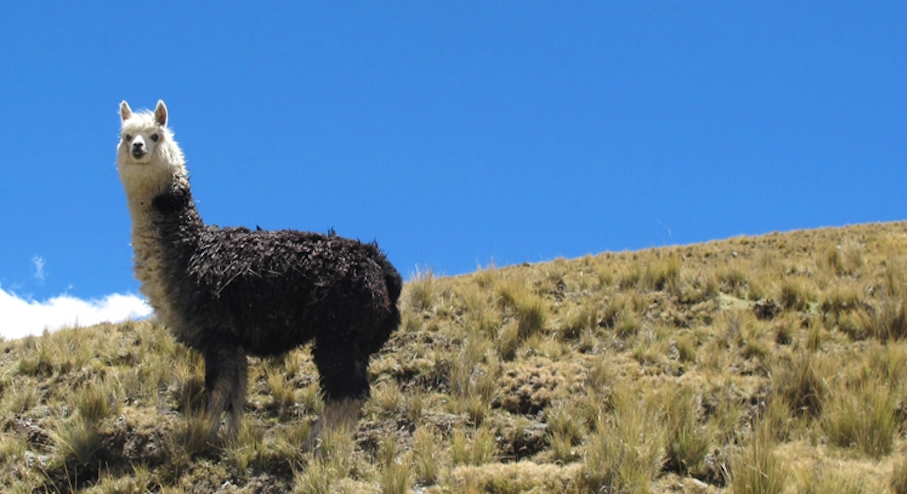 Foto Trekking Condoriri (2 días) en La Paz Trekking Condoriri La Paz