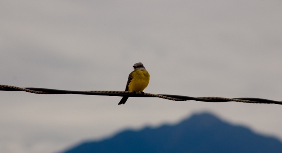 Fauna en Coroico