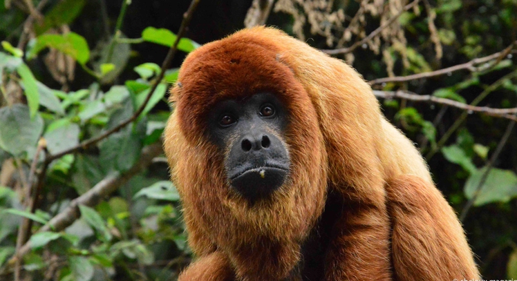 Fauna amazónica en Coroico