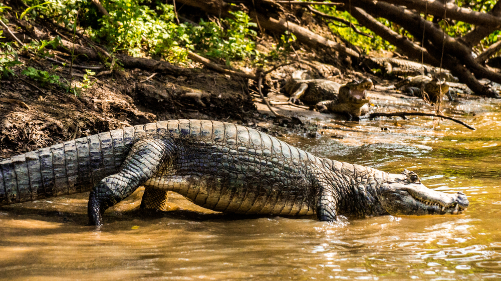 Cocodrilo en selva Amazónica Boliviana