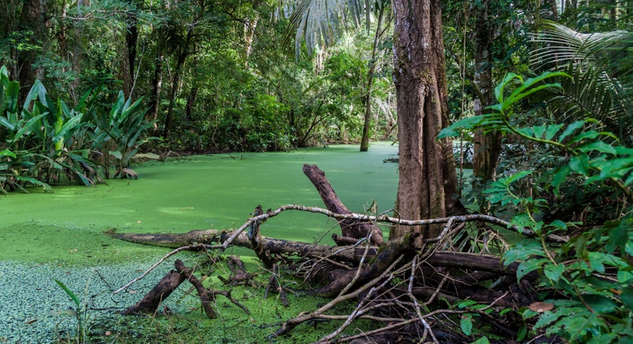 Foto Parque Nacional Madidi (3 días) en La Paz Selva Amazónica Boliviana