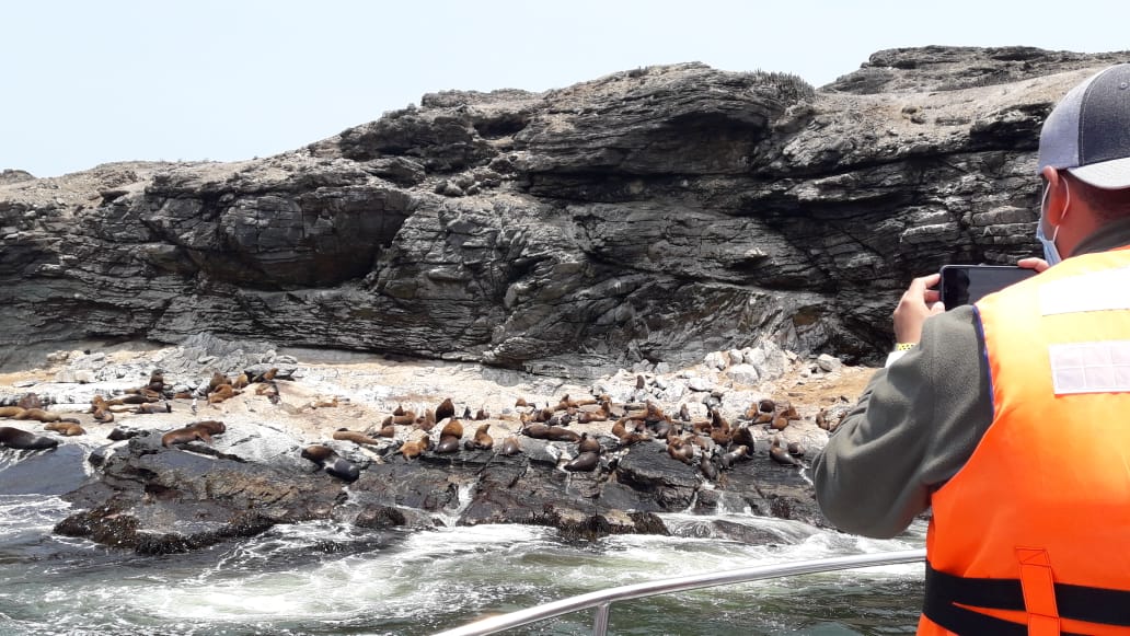 Fauna marina en tour de avistamiento de ballenas en Chañaral