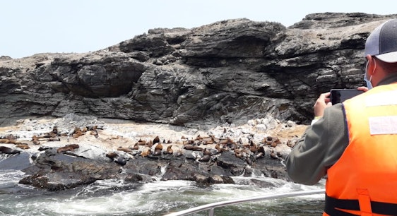 Fauna marina en tour de avistamiento de ballenas en Chañaral