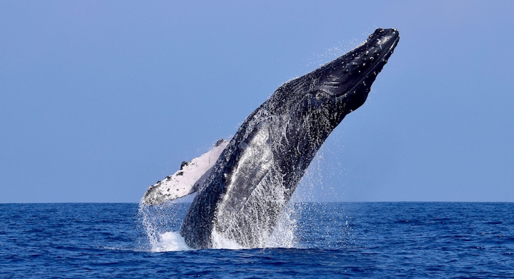 Humpback Whale Chañaral de Aceituno