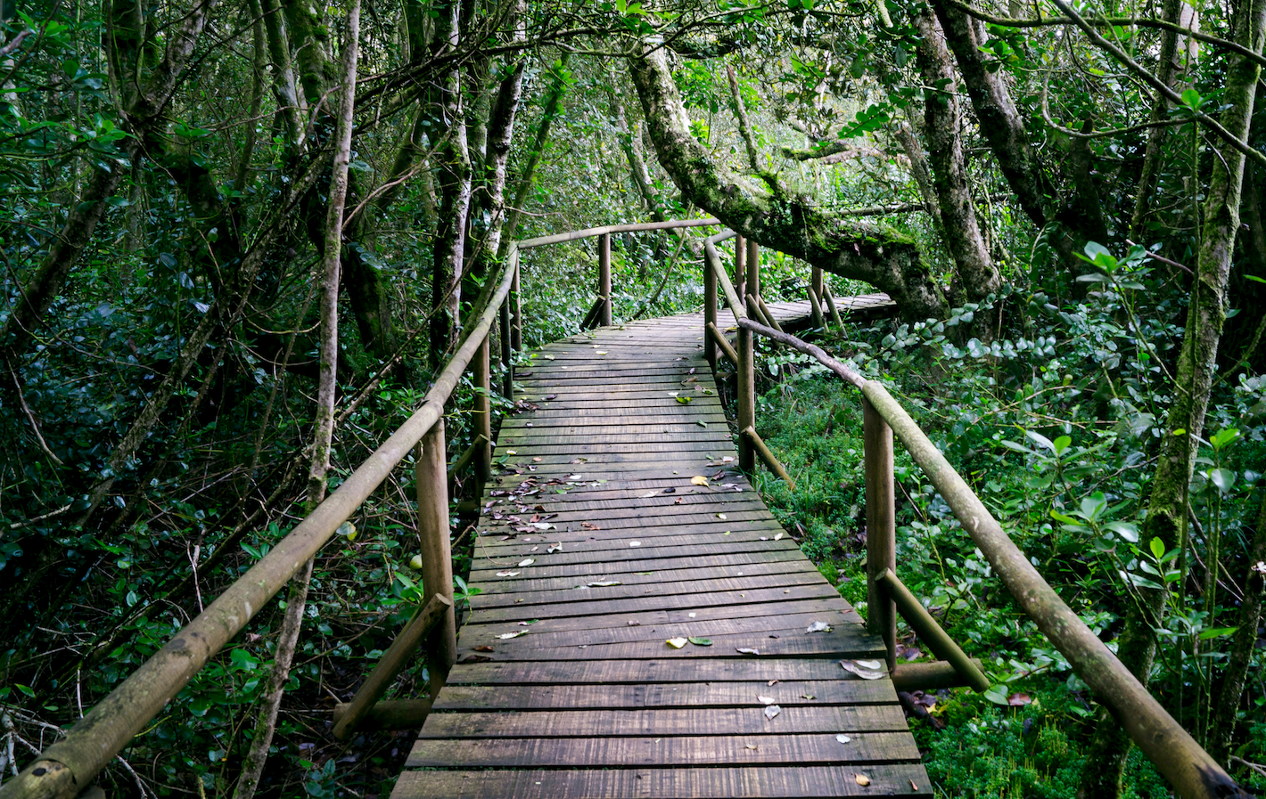 Sendero parque Fray Jorge