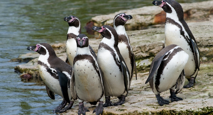 Penguins at the water's edge in La Serena