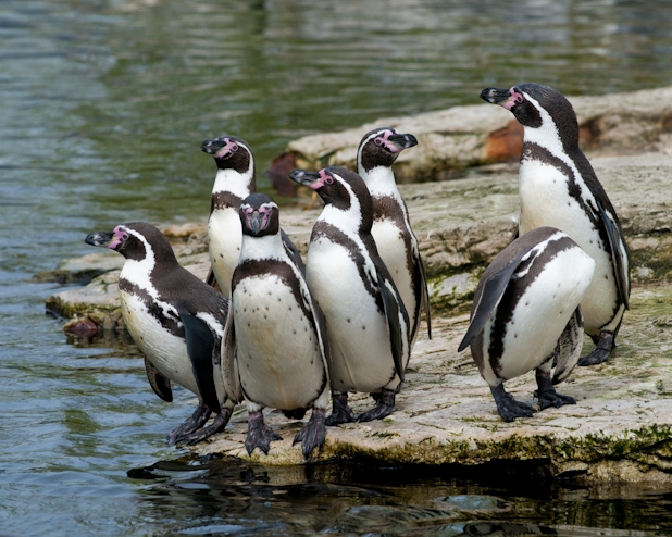Pinguinos a la orilla del agua en La Serena