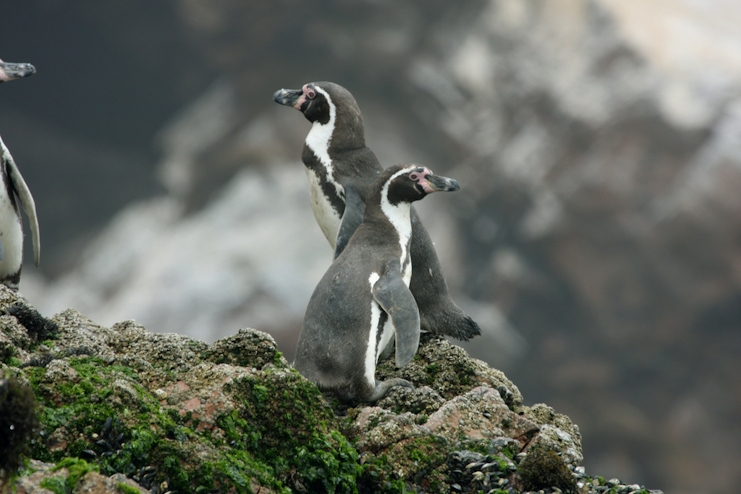 Pinguinos en una roca en La Serena