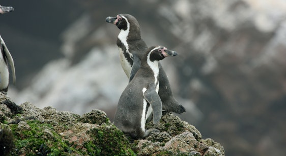 Pinguinos en una roca en La Serena